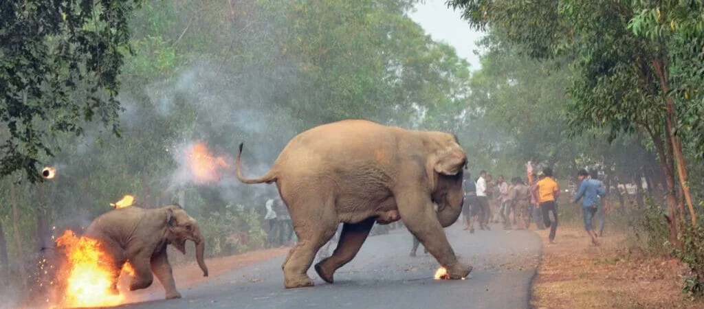 Human Elephant Corridor Lucent IAS