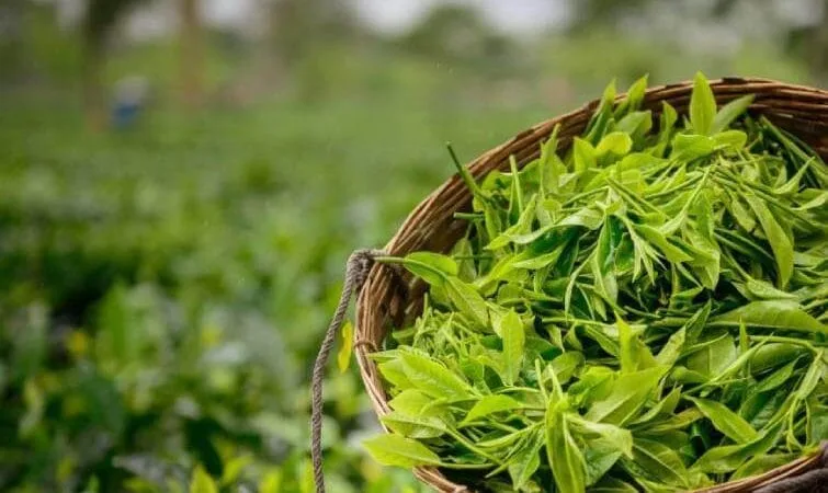 Assam Tea Image | Lucent IAS